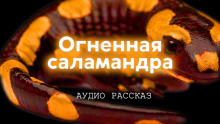 Огненная саламандра (Иван Курганов)