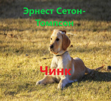 Чинк (Эрнест Сетон-Томпсон)